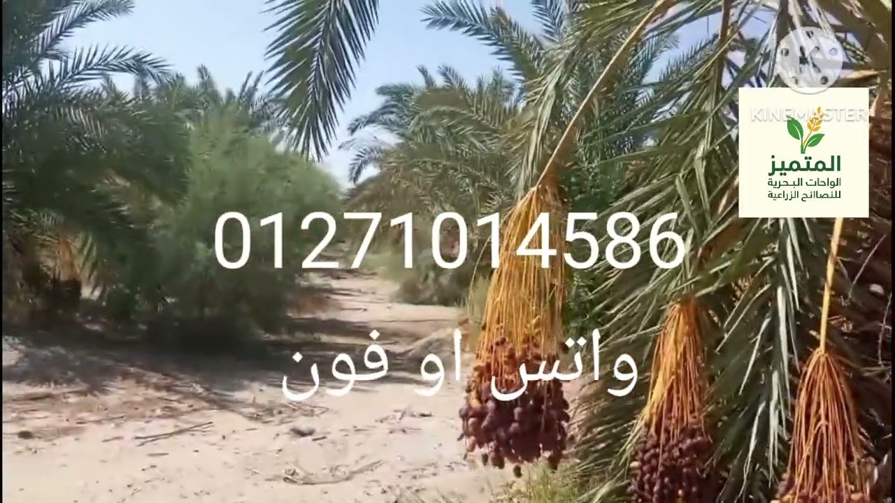 مزرعه لقطه ع الطريق مباشرة وفيها فيلا💪   01271014586م/مصطفى #اكسبلور #الواحات_البحرية #ترند 