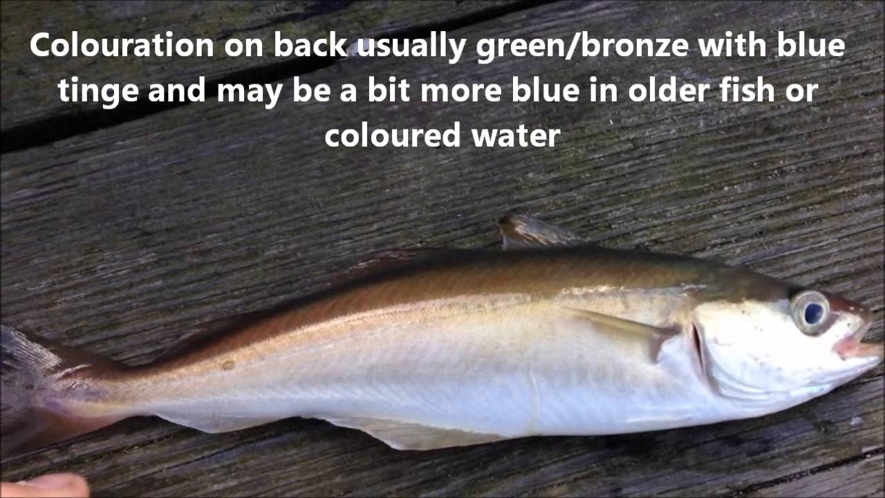 Distinguishing between Pollack and Coalfish