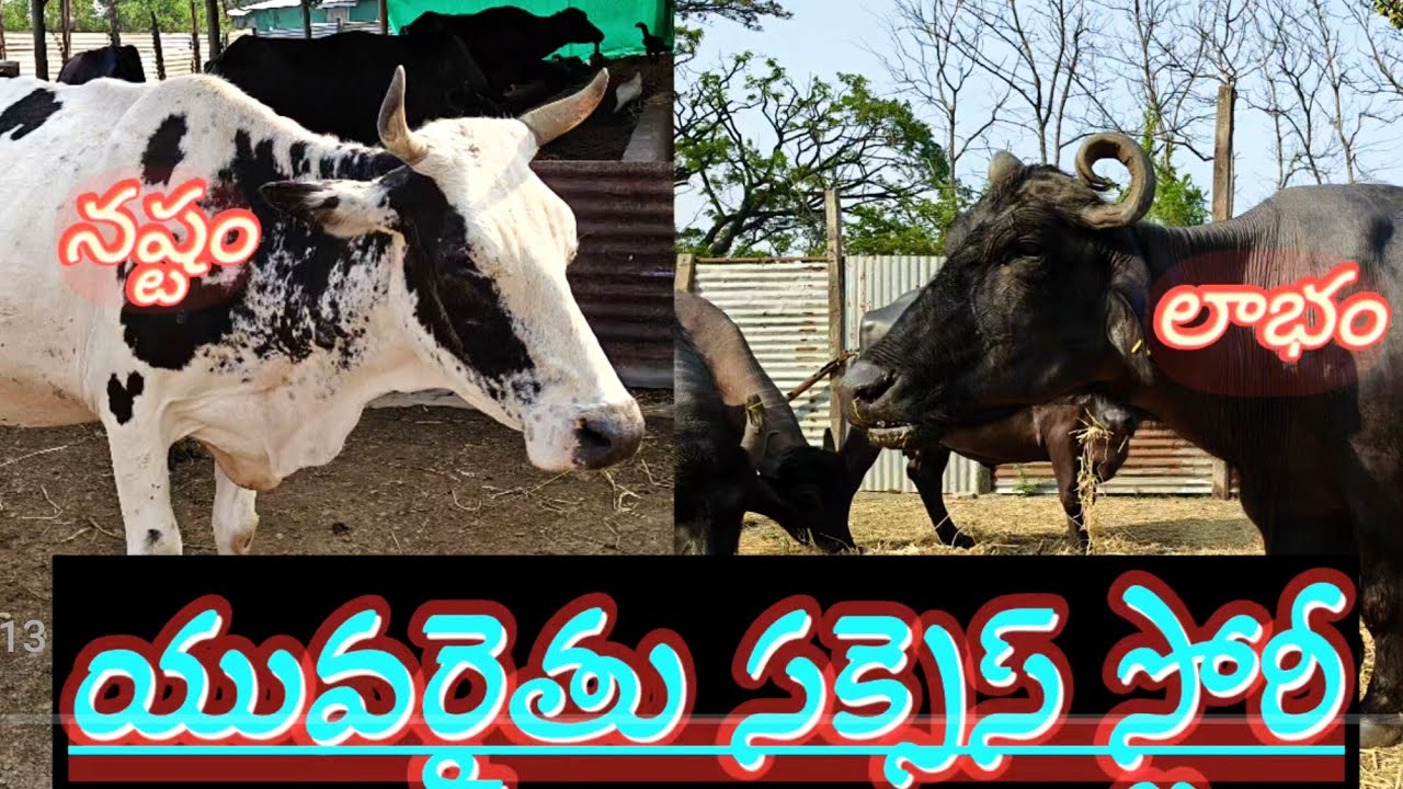 యువ రైతు సక్సెస్ స్టోరీ 