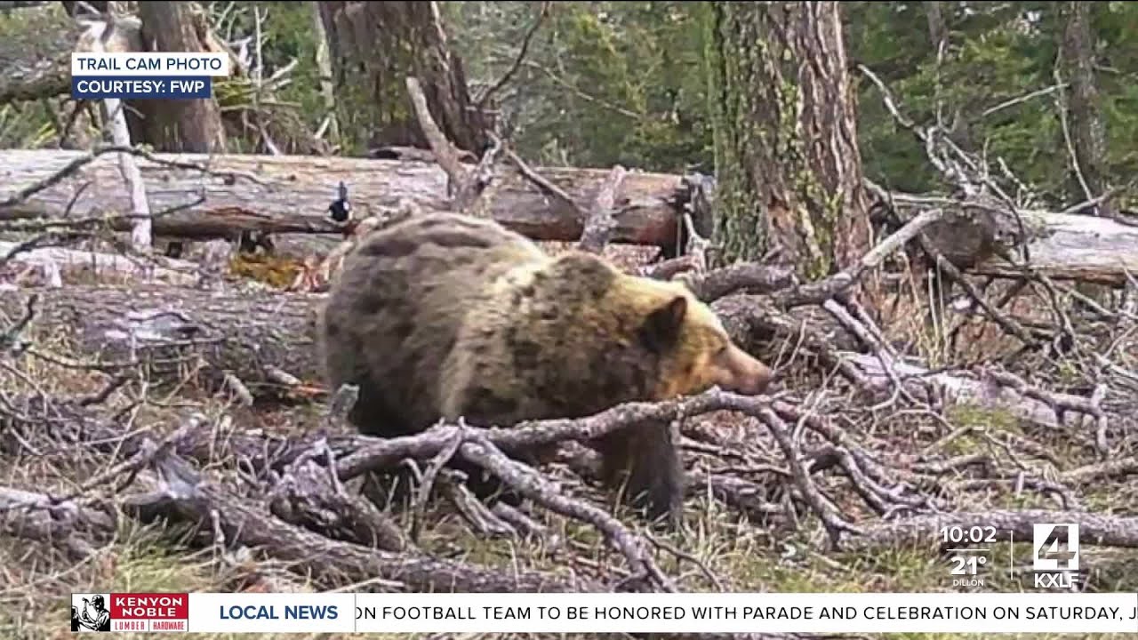 Grizzly Bear Spotted in Bangtail Mountains