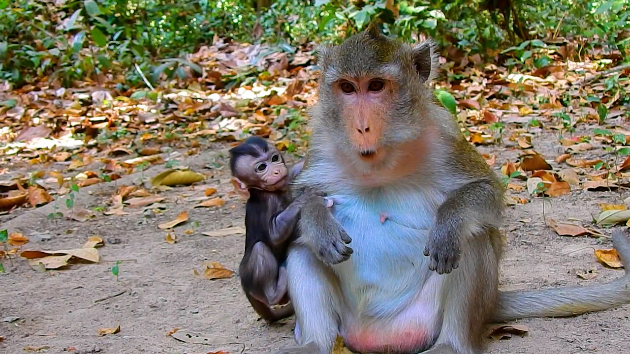 Monkey Amina jumps on her mom’s back quickly Bec she feels safe, excited, and full of playful love.