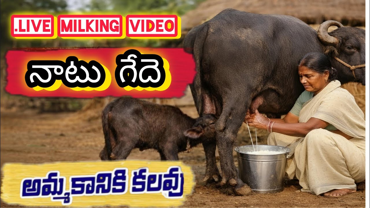 నాటు గెద రోజుకు 8 లీటర్లు పాలు. లైవ్ మిల్కింగ్ వీడియో