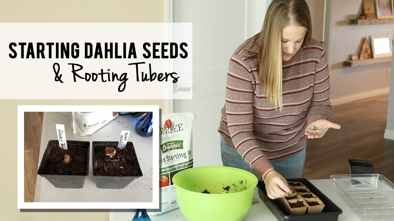Starting Dahlias from Seed and Rooting Dahlia Tubers