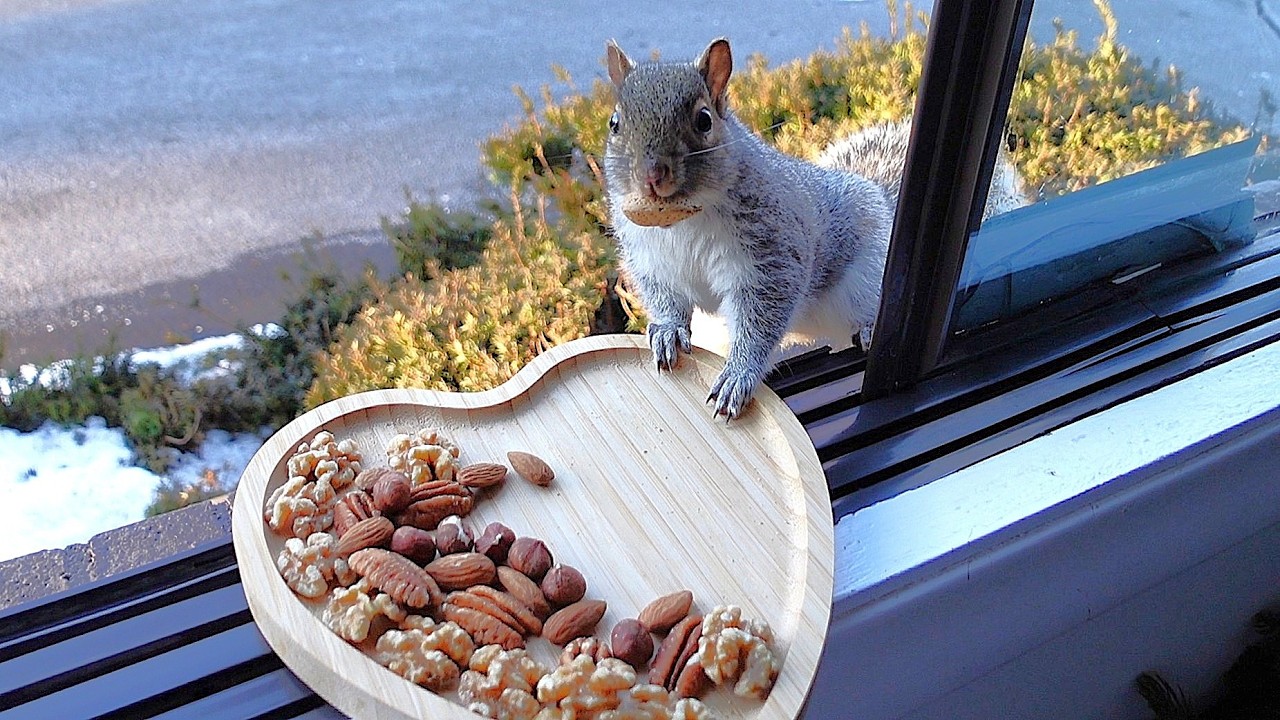 Squirrel-entine's day with the most adorable heart stealers