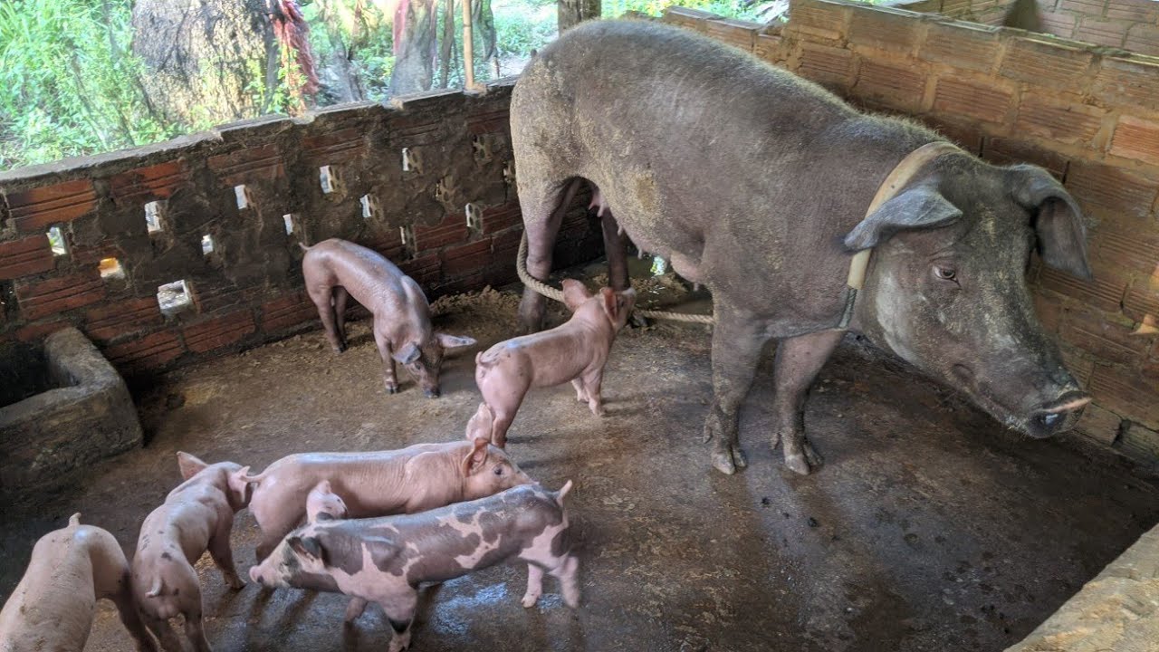 Caring for Baby Pigs on a Small Farm