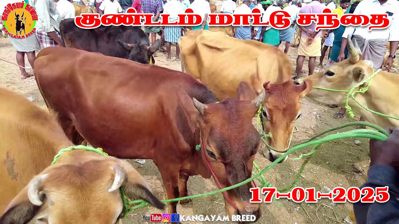 Kundadam Mattu santhai pongal varavu #kangeyam_breed