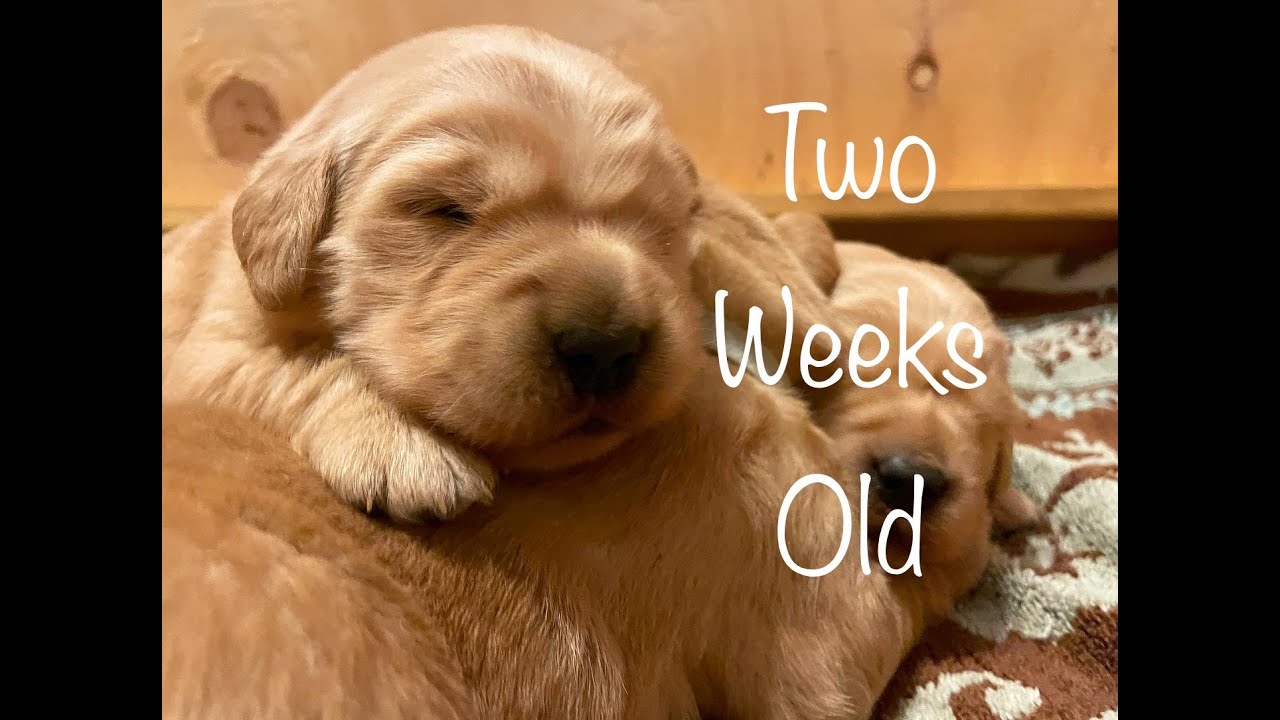 Adorable Golden Retriever Puppies - 2 weeks old!