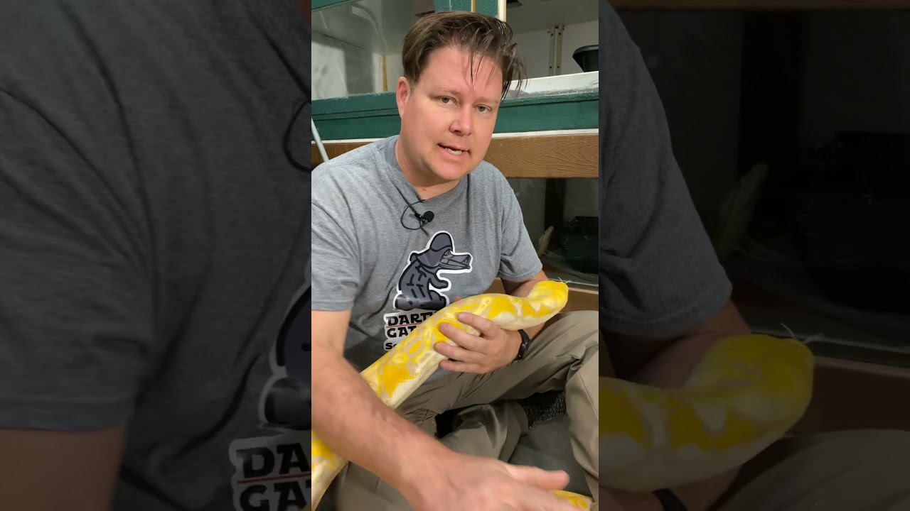 Lavender Albino Reticulated Python