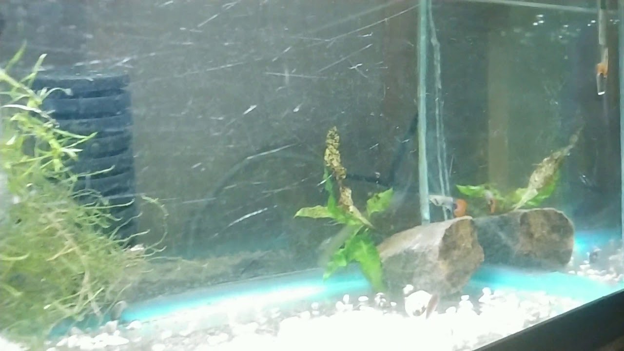 Species Spotlight red-tailed Dumbo ear guppy and Fry.