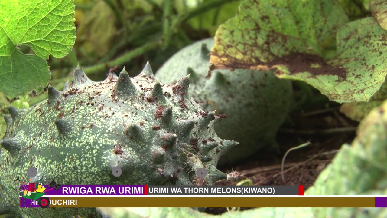 RWIIGA RWA URIMI: Gutaukwo urimi wa thorn melons (kiwano)PART 2