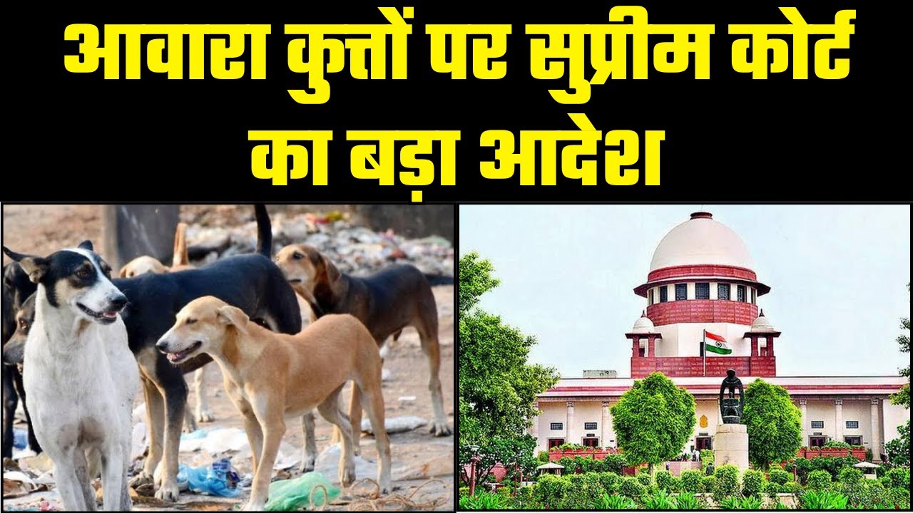 Supreme Court Decision on Stray Dogs: आवारा कुत्तों पर सुप्रीम कोर्ट का बड़ा फैसला। Delhi News