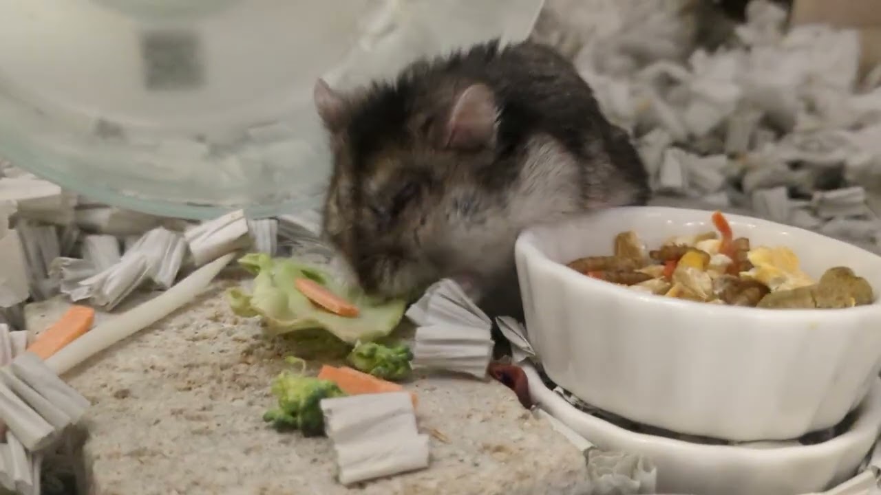 朝食バイキング！ #ハムスター #hamster 