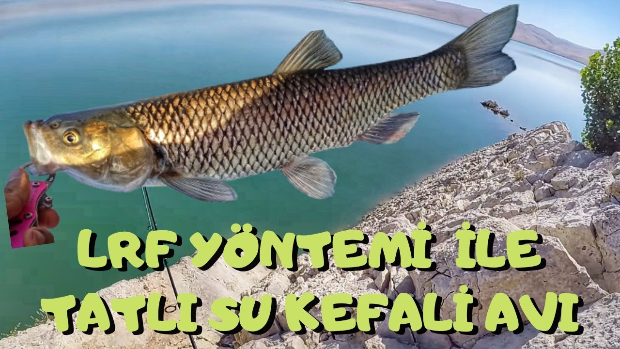 Lrf ile tatlı su kefal avı teknikleri