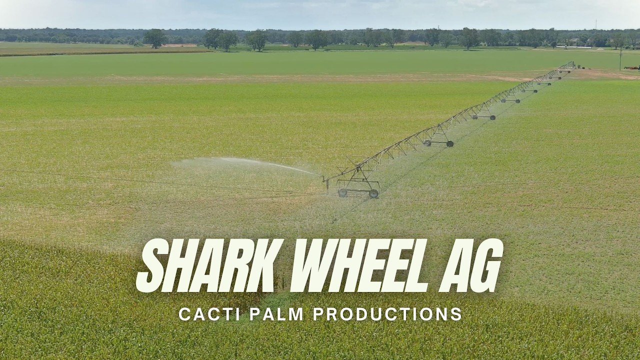 Shark Wheel AG | Cacti Palm Productions