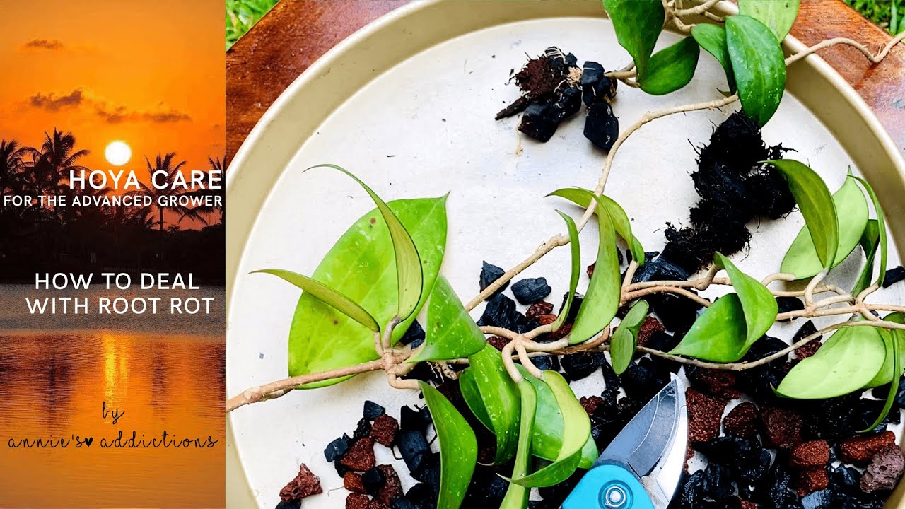 Hoya Care for the advanced grower | How to deal with root rot