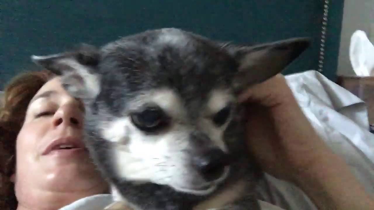 The morning dog cuddle