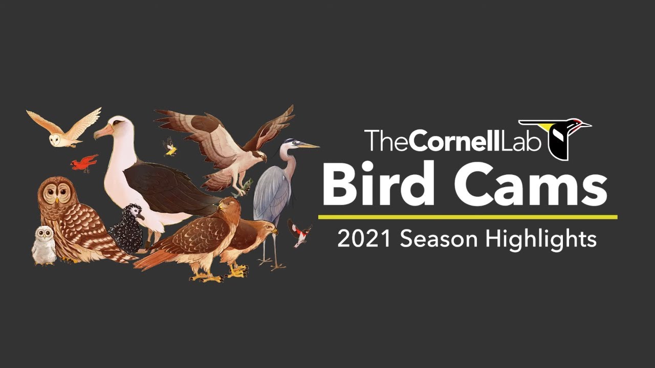 Can't Miss Moments: the Bird Cams 2021 Highlights Compilation