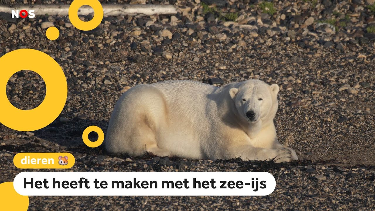 IJsberen hebben het moeilijk door klimaatverandering: Hoe zit dat?