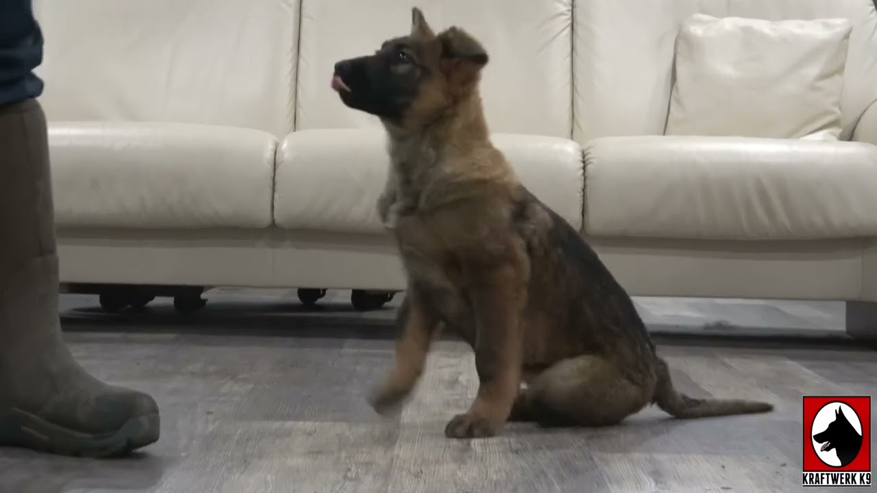 Kraftwerk K9 German Shepherd Puppy training at 14 weeks old.