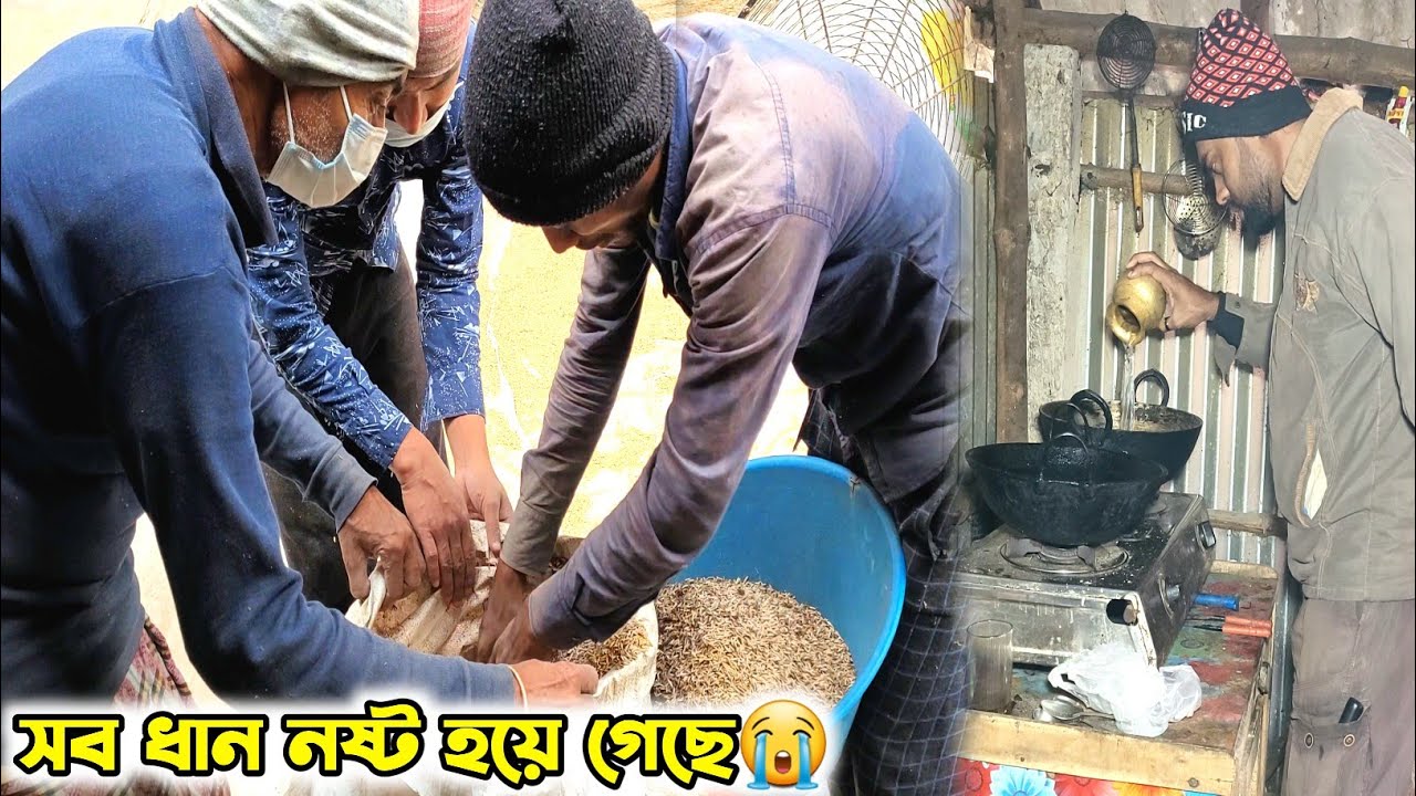 সব ধান নষ্ট হয়ে গেছে😭কয়েক হাজার টাকা লস হয়ে গেল😭মা বাবা আমার ঝগড়া হলো