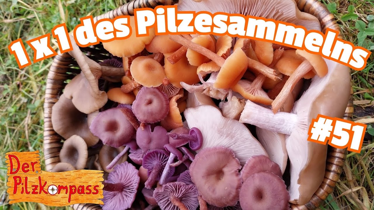 #51 Das 1 x 1 des Pilzesammelns - So startest du dein Abenteuer in die Welt der Pilze!