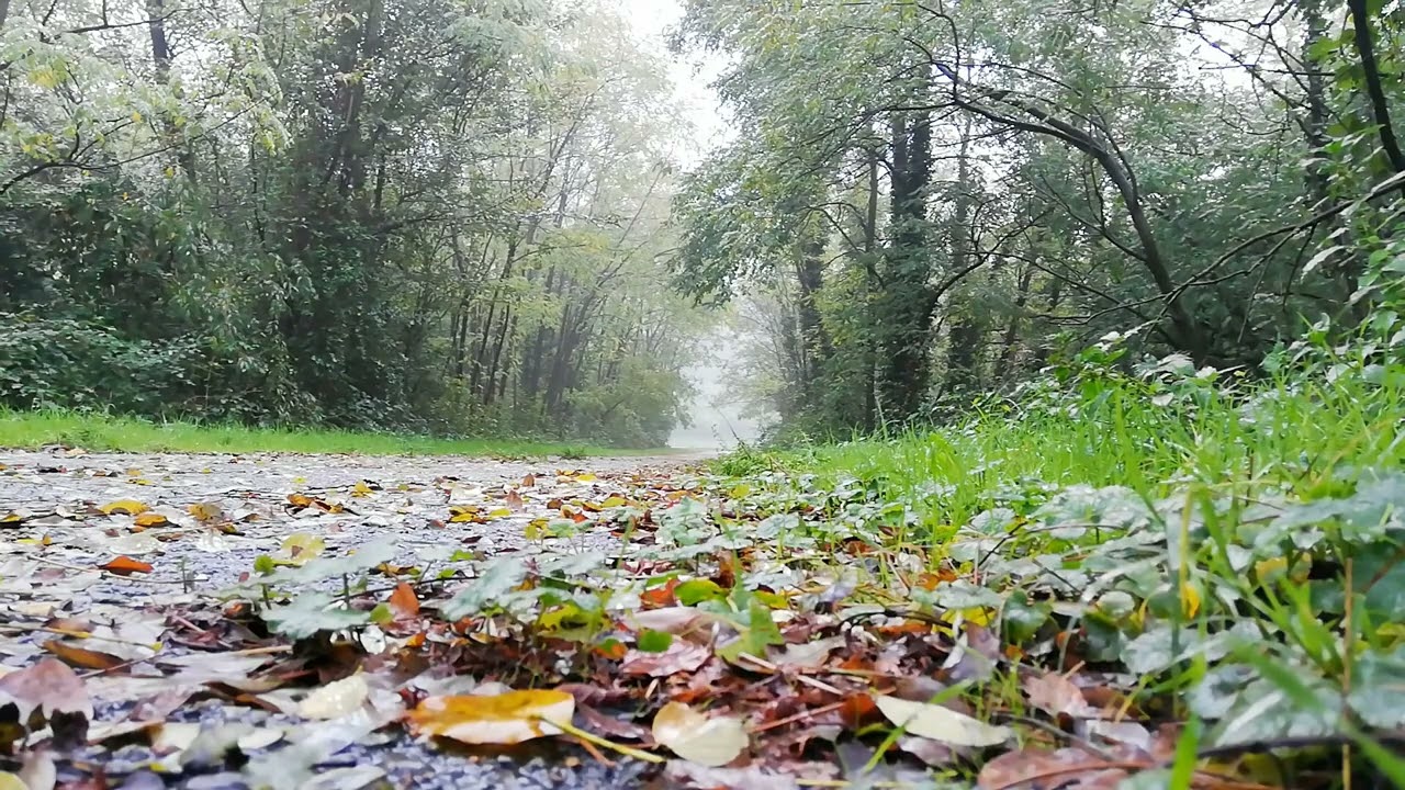 🌿 Caminho na Floresta em Dia de Chuva — Natureza, Paz e Renovação 🍃