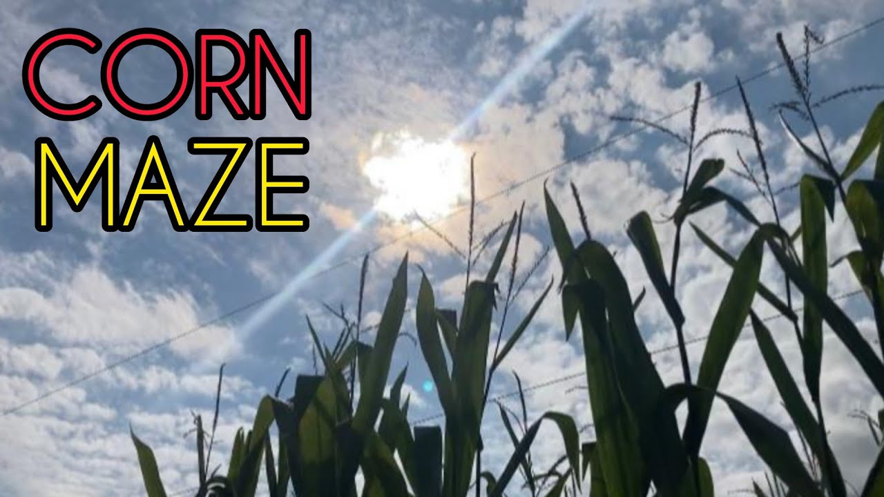 getting lost on a corn maze!