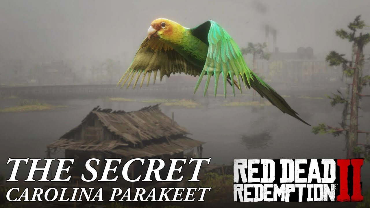 Red Dead Redemption 2 - How To Find The Carolina Parakeet And Secret Side Mission