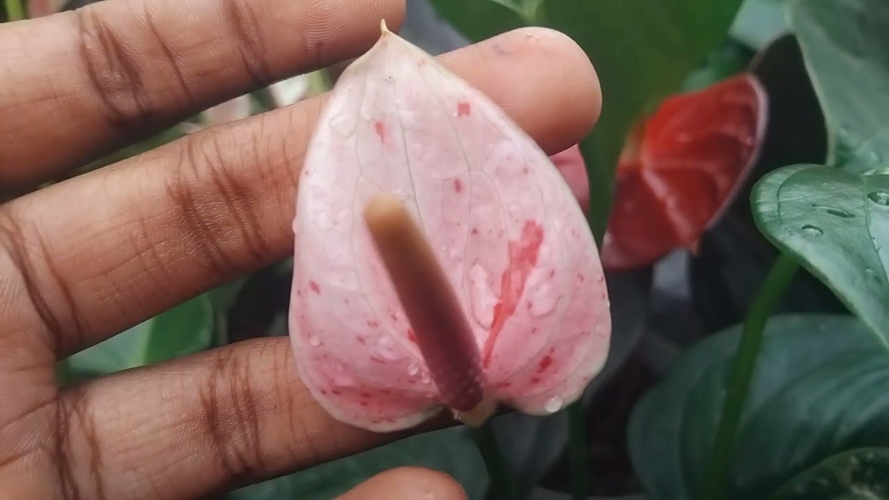 ලස්සනම වර්ග ටිකක්...🧡🔥 අමතන්න 076 4051703 