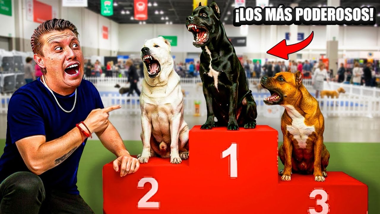 estos son los PERROS mas PODEROS que encontramos en expo can