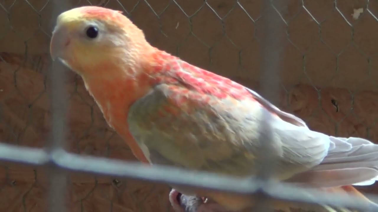 świergotka seledynowa,młode wyfrunęły z budki,all the young parrots flew out of the box