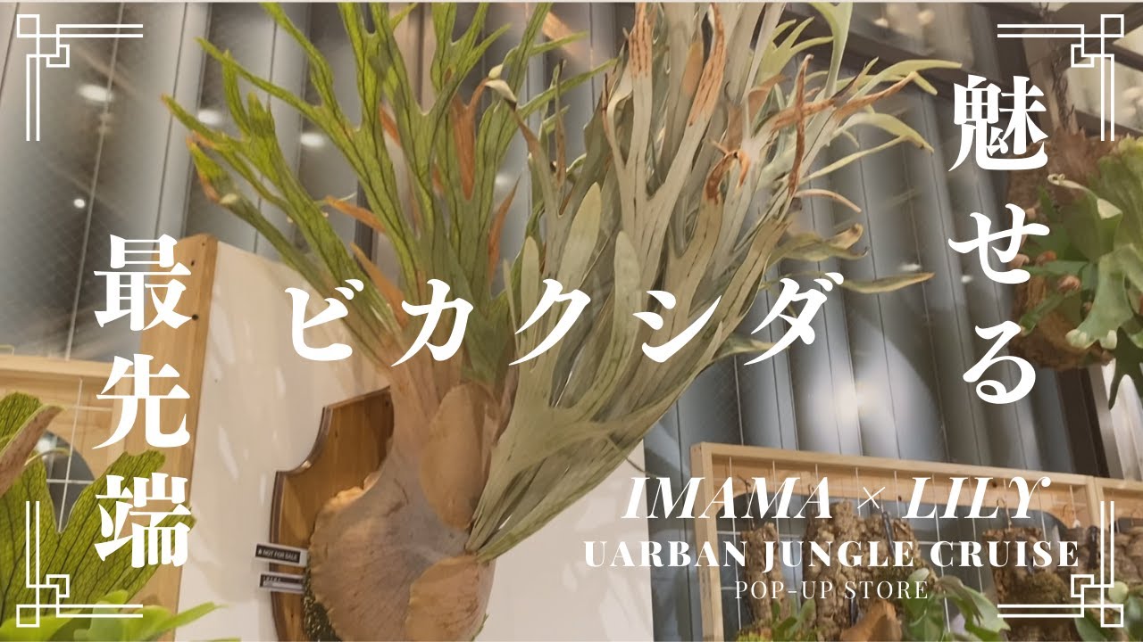 【ビカクシダ】IMAMA×LILYPOPUPイベントに緊急潜入！！