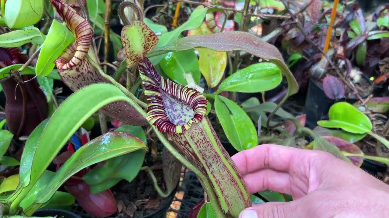 2022 Part 2 Big Carnivorous Plant Greenhouse Tour, Highland Side - Jeremiahs Plants