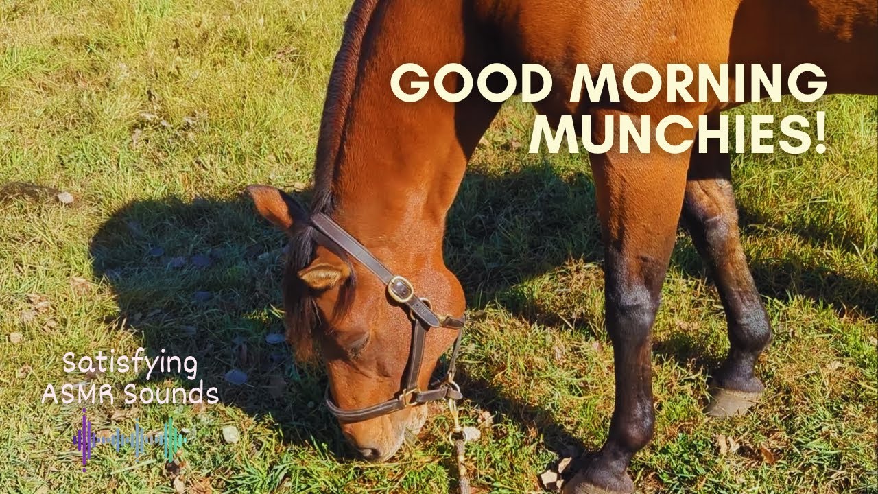 Soft Morning Crunch with Scoot 🌿☀️ (Cozy ASMR)