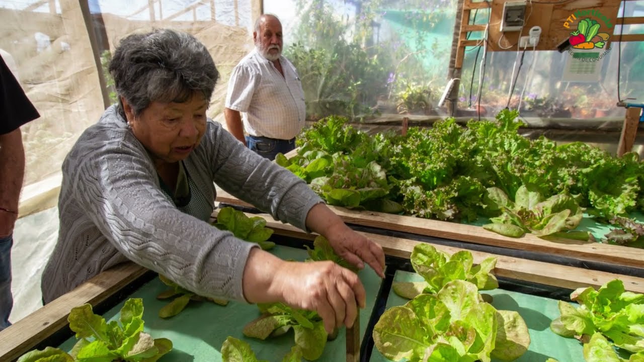 🥬 Hidroponía: Innovación y Eficiencia en Coquimbo
