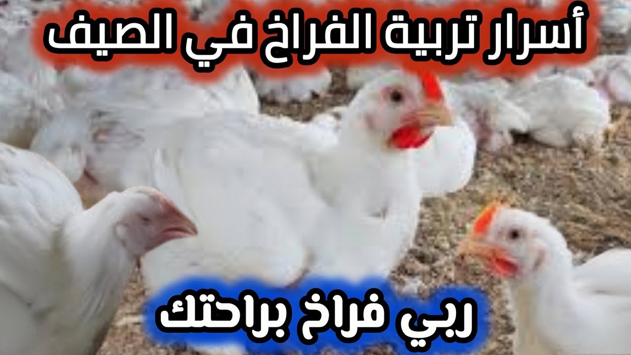 الفراخ هتموت من الحر لازم تعمل كده هتربي الفراخ في الصيف هتشيل اعلى وزن اسرار تربية الفراخ في الصيف