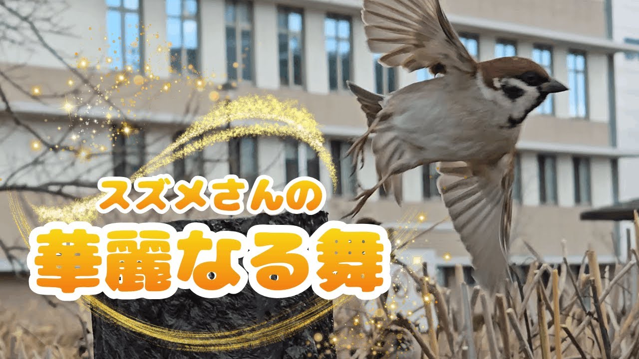 スズメの羽ばたき、想像以上に「華麗なる舞」だった　2026年1月29日　#スズメ #鳥 #鳥見  #sparrow #癒し #可愛い #birds #鳥好き #野鳥 #japanesesparrows