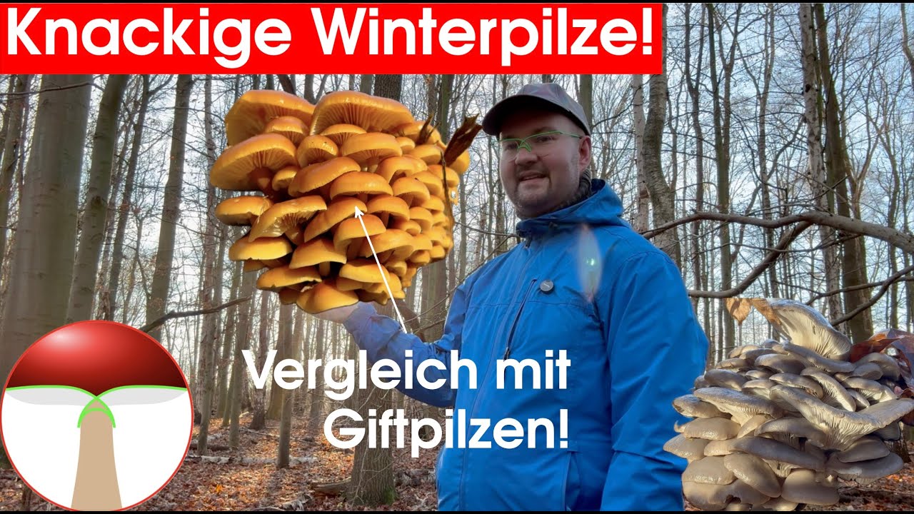 Dezember 2024 | Pilztour #1 | Große Artenvielfalt: Seitlinge, Rüblinge, Fältlinge, ...