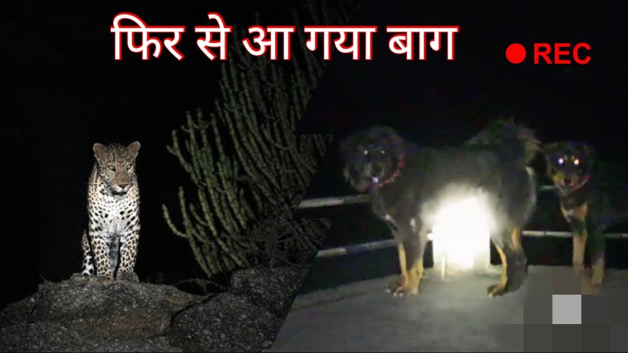 Bhotia dogs ll बाग आ गया ll @bharatkdogs