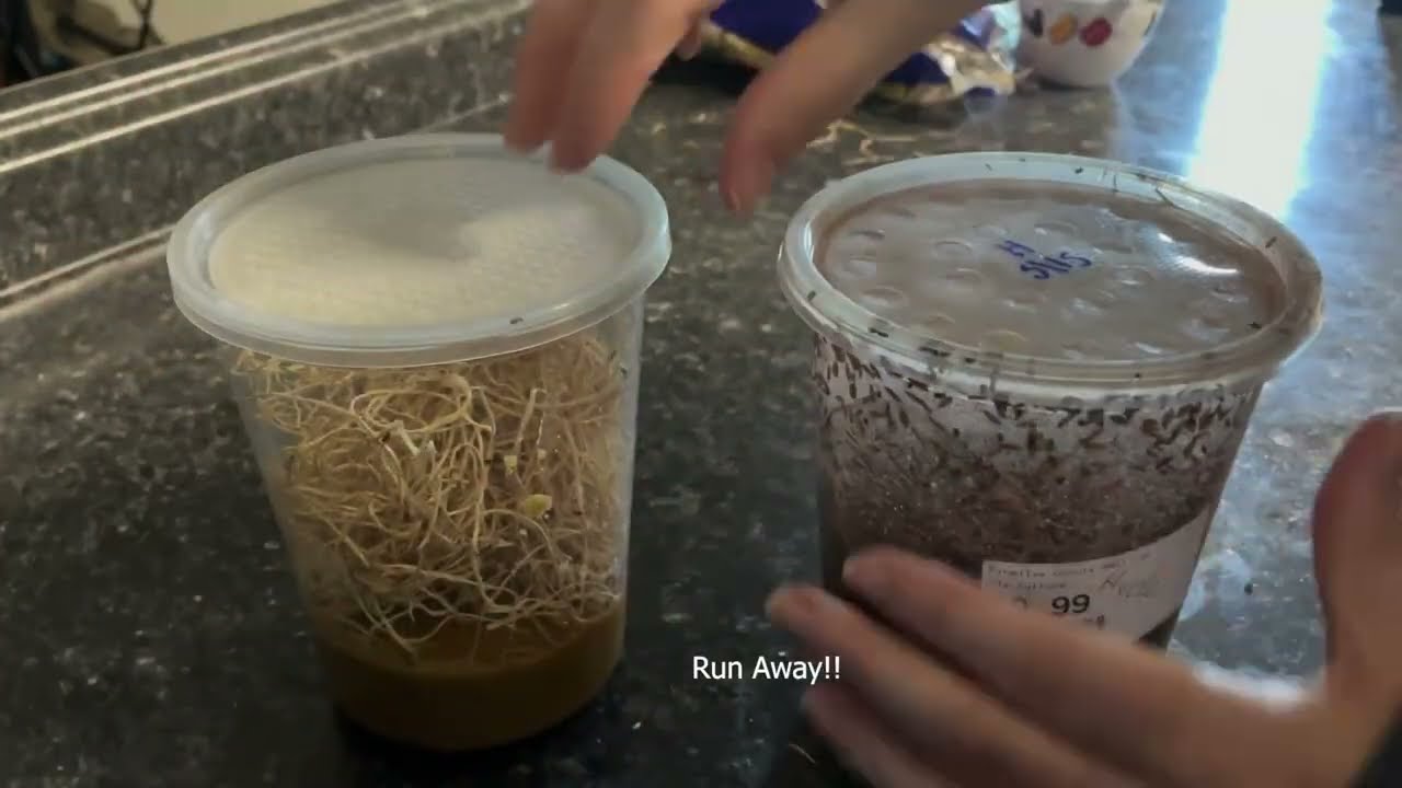 How to make fruit fly cultures using Repashy Superfly