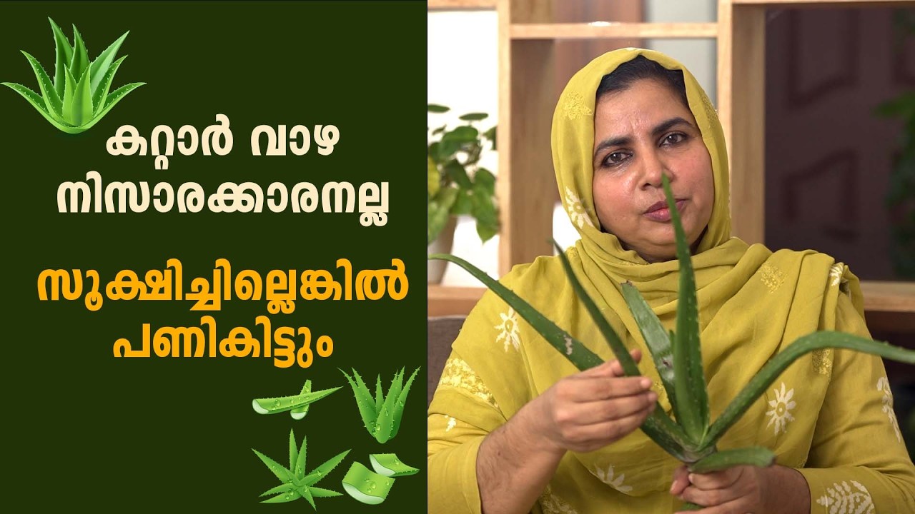 കറ്റാർവാഴ നിസാരക്കാരനല്ല സൂക്ഷിച്ചില്ലെങ്കിൽ പണികിട്ടും #sunstarmedia