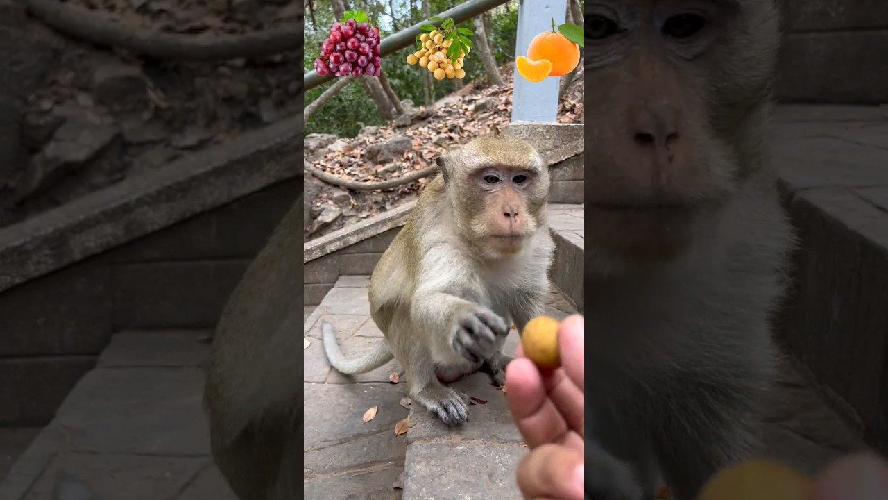 Monkey Eating Challenge #mrktvmonkey #140 #eatingemojichallenge