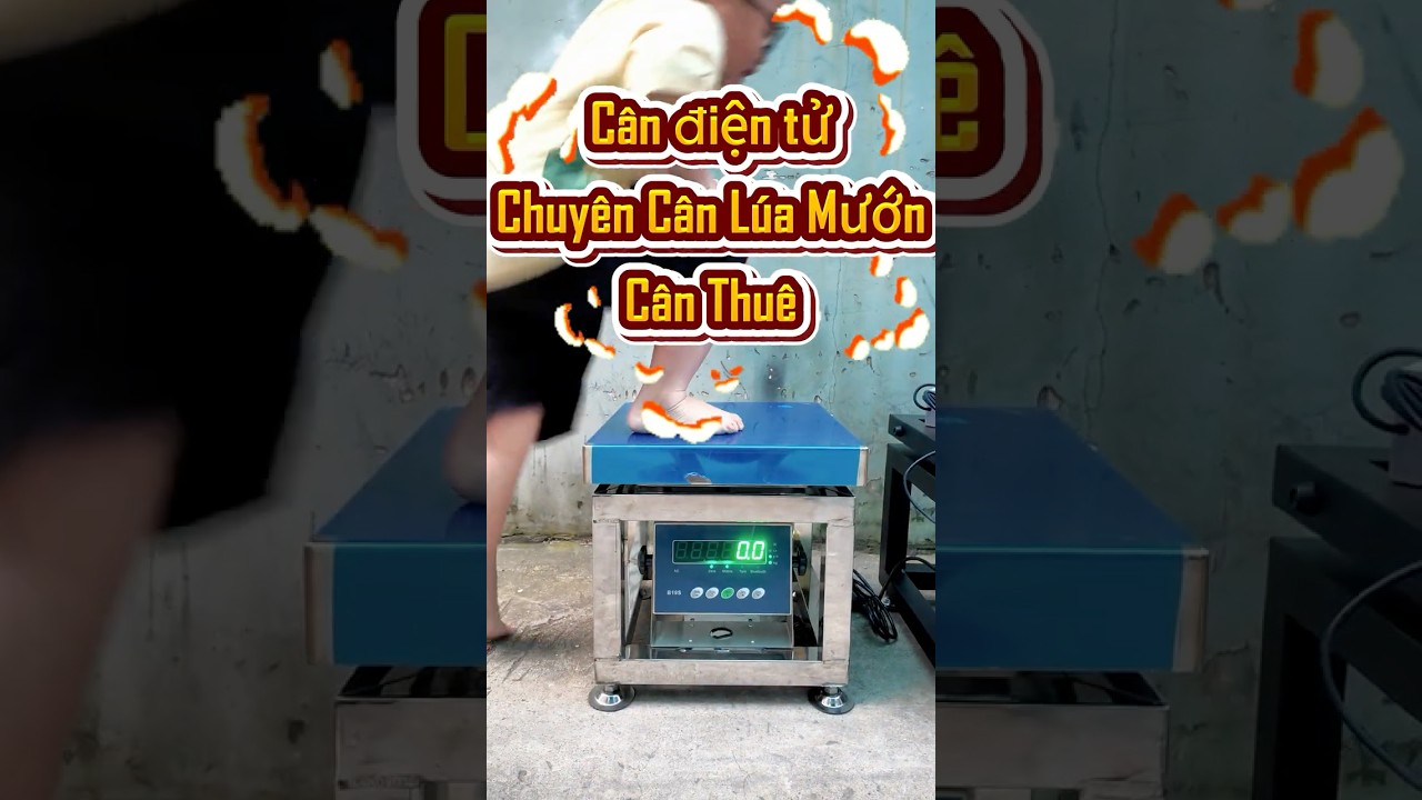 Khám Phá Cân Điện Tử: Cân Lúa Mướn Với INOX Siêu Dày 1ly5! 
