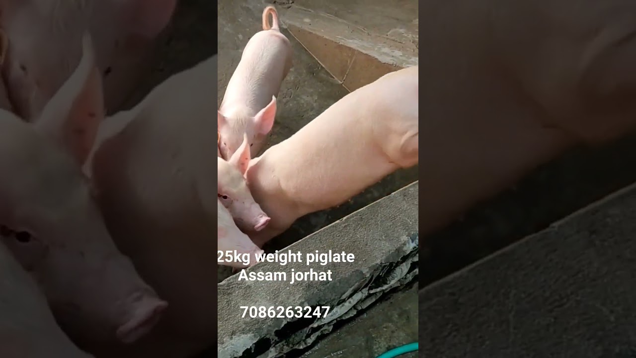 25 kg Yorkshire piglate