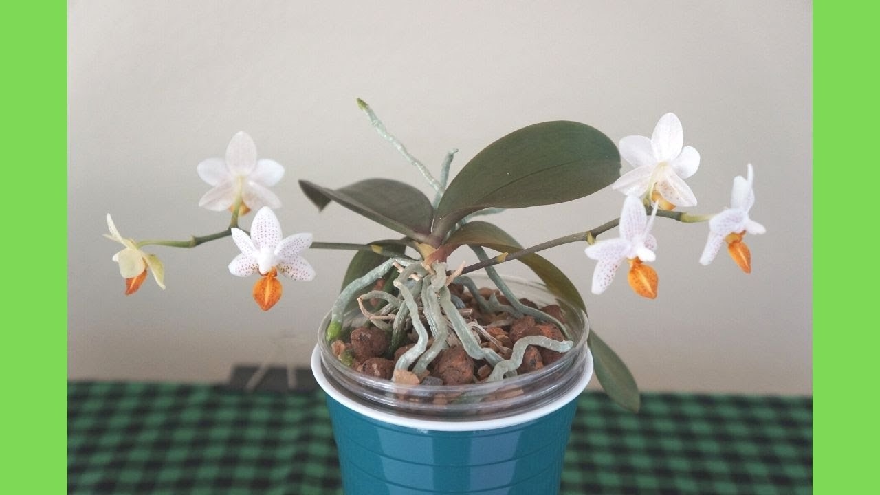 Double Spikes of My Phalaenopsis Mini Mark #5 | Orchid Care Tips