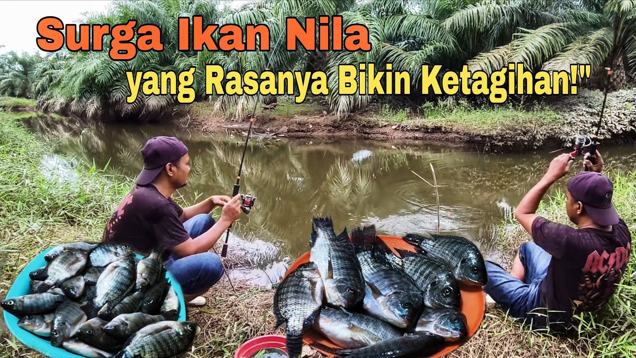 SURGA IKAN NILA YANG RASANYA BIKIN KETAGIHAN- Dulu Diremehkan, Kini Jadi Sarang Ikan