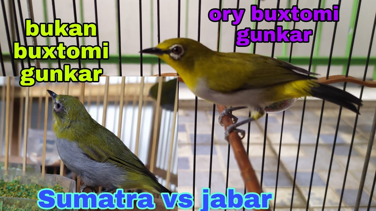 ciri2 pleci buxtomi yg bagus buat lomba. buxtomi gunkar ory. Dan harga nya naik di tahun 2021 ini
