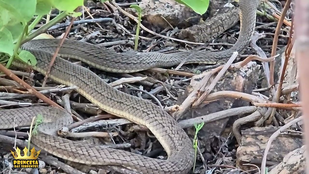 Cobra corredeira queria me morder