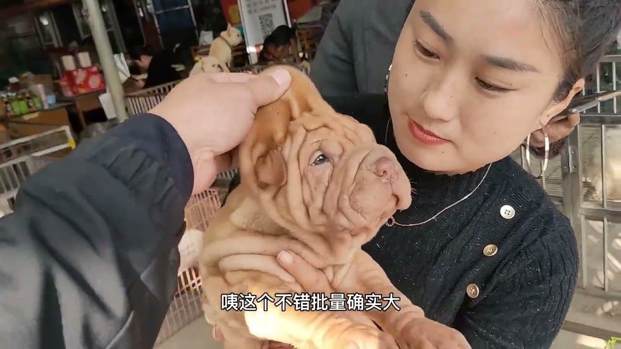 比较罕见的沙皮咋样？