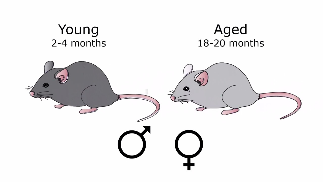 Blood-brain barrier phenotyping shows prefrontal cortex most vulnerable to ageing in mice